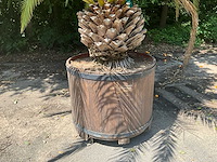 Palm - afbeelding 9 van  11