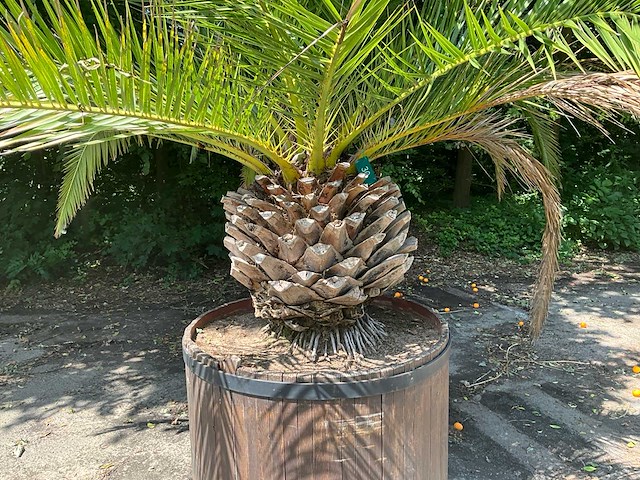 Palm - afbeelding 3 van  8