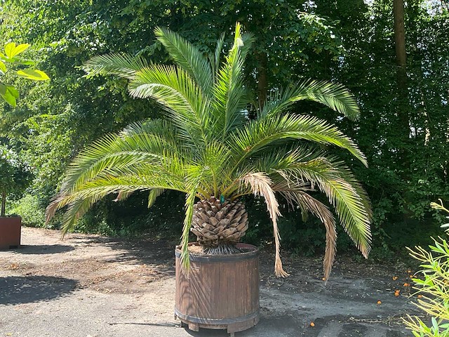 Palm - afbeelding 4 van  8