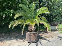 Palm - afbeelding 5 van  8