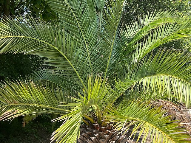Palm - afbeelding 6 van  8