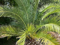 Palm - afbeelding 6 van  8