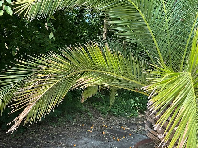 Palm - afbeelding 7 van  8