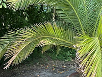 Palm - afbeelding 7 van  8