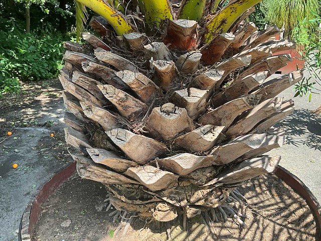 Palm - afbeelding 11 van  11