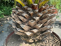 Palm - afbeelding 11 van  11