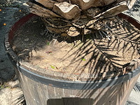 Palm - afbeelding 8 van  8