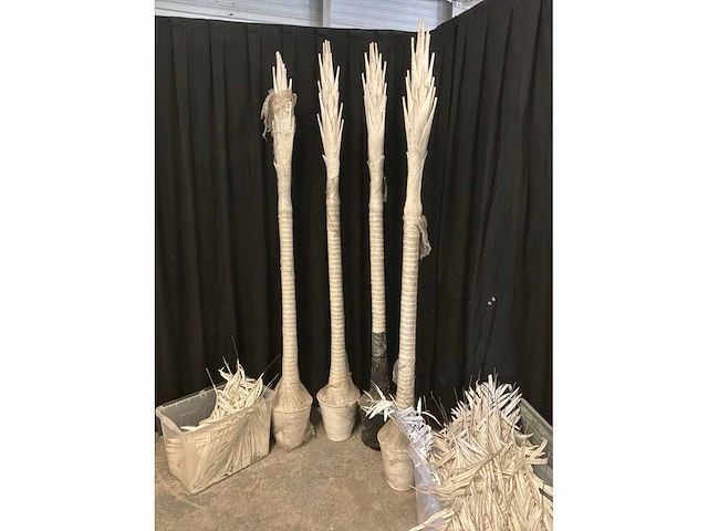 Palmbomen (4x) - afbeelding 2 van  5