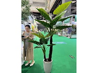 Palmboom - afbeelding 1 van  1