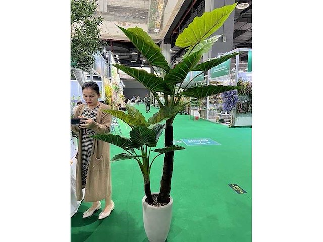 Palmboom - afbeelding 1 van  1