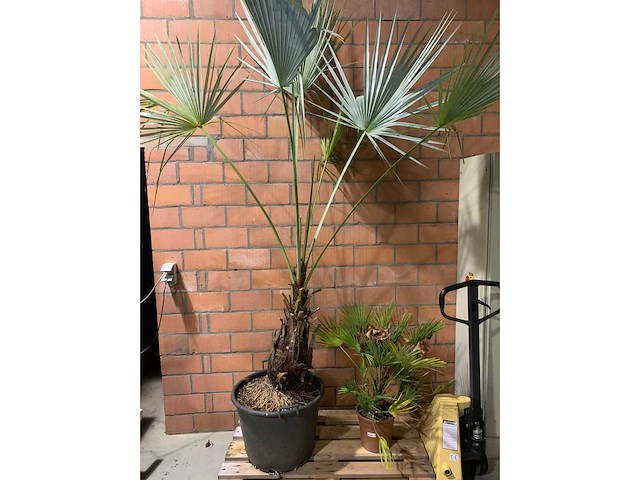 Palmen - afbeelding 1 van  3