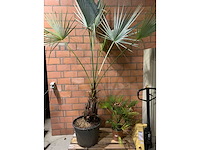 Palmen - afbeelding 1 van  3