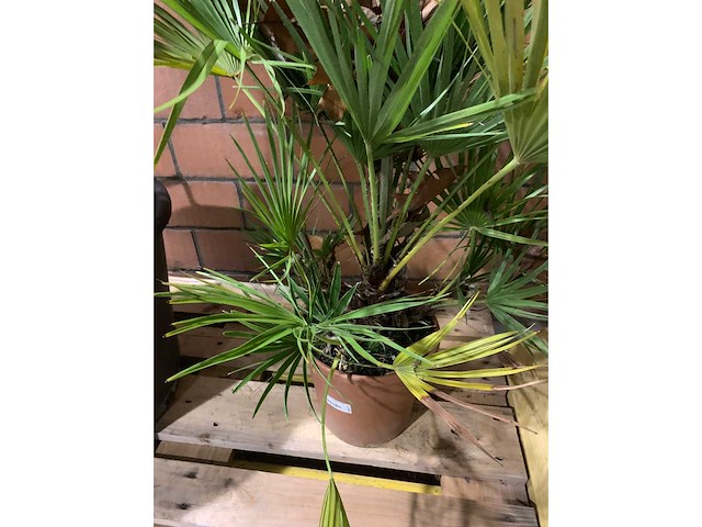 Palmen - afbeelding 2 van  3