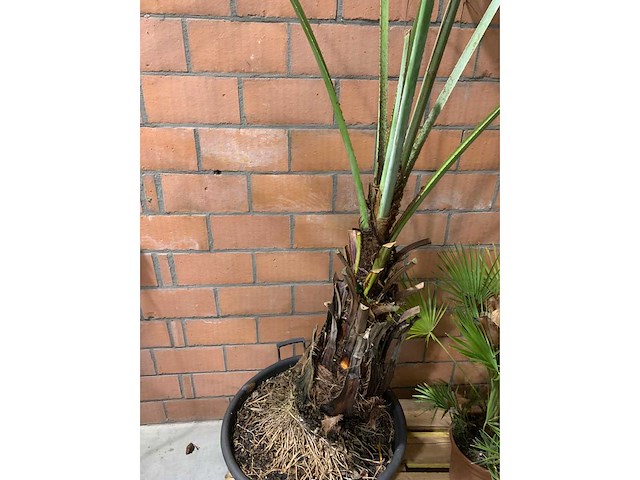 Palmen - afbeelding 3 van  3