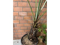 Palmen - afbeelding 3 van  3