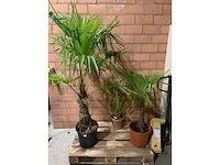 Palmen - afbeelding 1 van  3