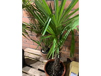 Palmen - afbeelding 2 van  3