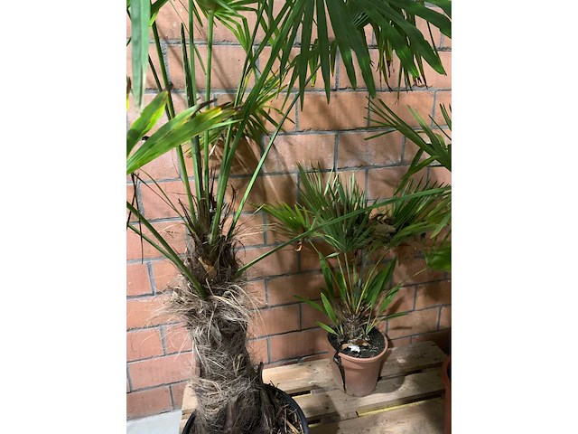 Palmen - afbeelding 3 van  3