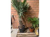 Palmen - afbeelding 1 van  3