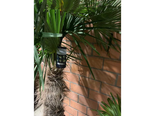 Palmen - afbeelding 2 van  3