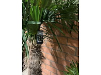 Palmen - afbeelding 2 van  3