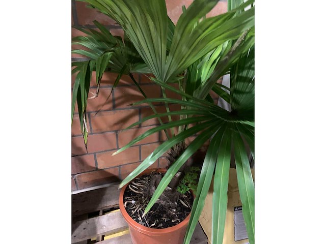 Palmen - afbeelding 3 van  3