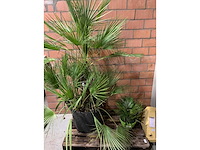 Palmen - afbeelding 1 van  3