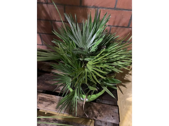 Palmen - afbeelding 2 van  3