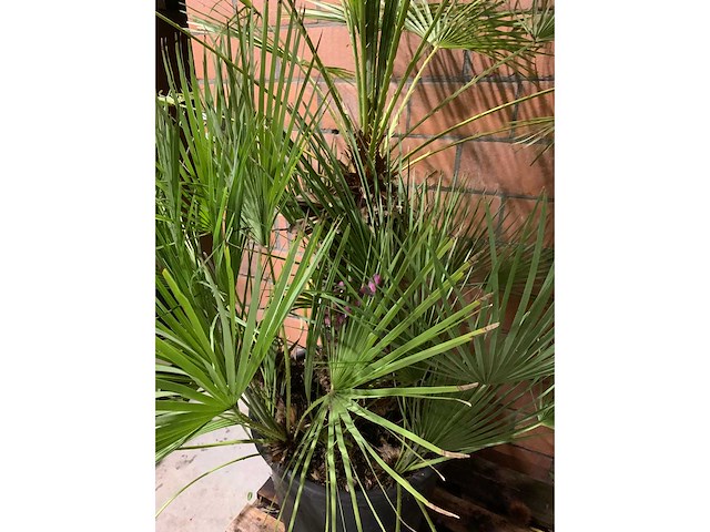 Palmen - afbeelding 3 van  3