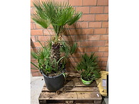 Palmen - afbeelding 1 van  3