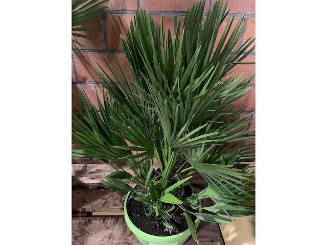 Palmen - afbeelding 2 van  3