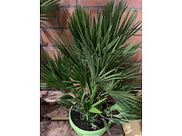 Palmen - afbeelding 2 van  3