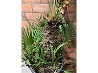 Palmen - afbeelding 3 van  3