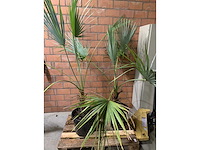 Palmen - afbeelding 1 van  2