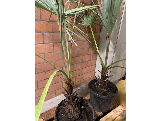 Palmen - afbeelding 2 van  2