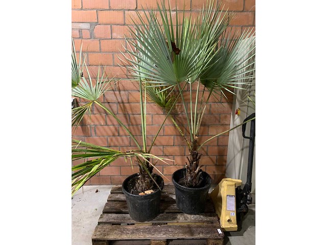 Palmen - afbeelding 1 van  3