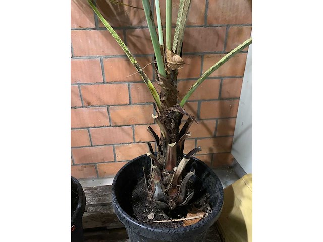 Palmen - afbeelding 2 van  3