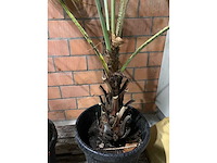 Palmen - afbeelding 2 van  3