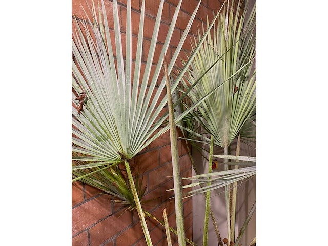 Palmen - afbeelding 3 van  3