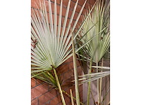 Palmen - afbeelding 3 van  3