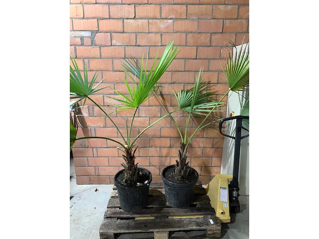 Palmen - afbeelding 1 van  3