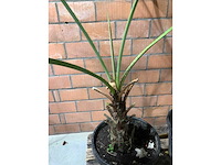 Palmen - afbeelding 2 van  3