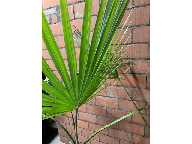 Palmen - afbeelding 3 van  3