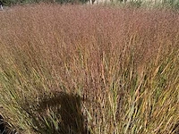 Panicum virgatum rotstrahlbusch, 18 stuks