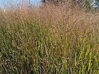 Panicum virgatum rotstrahlbusch, 18 stuks - afbeelding 3 van  3