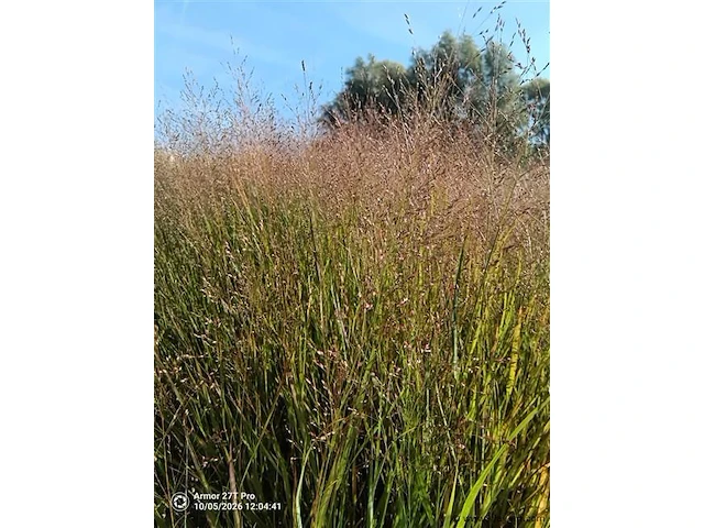 Panicum virgatum rotstrahlbusch, 18 stuks - afbeelding 3 van  3