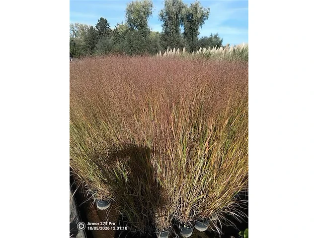 Panicum virgatum rotstrahlbusch, 18 stuks - afbeelding 1 van  3