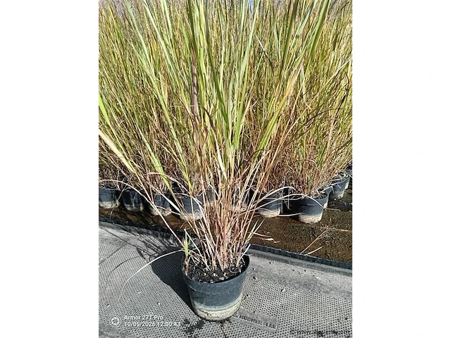 Panicum virgatum rotstrahlbusch, 3 stuks - afbeelding 2 van  3
