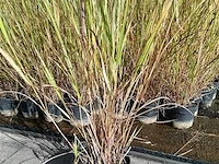Panicum virgatum rotstrahlbusch, 3 stuks - afbeelding 2 van  3