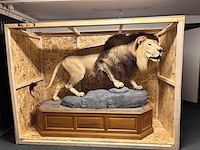 Panthera leo - taxidermie - leeuw (full body mount) - afbeelding 1 van  6